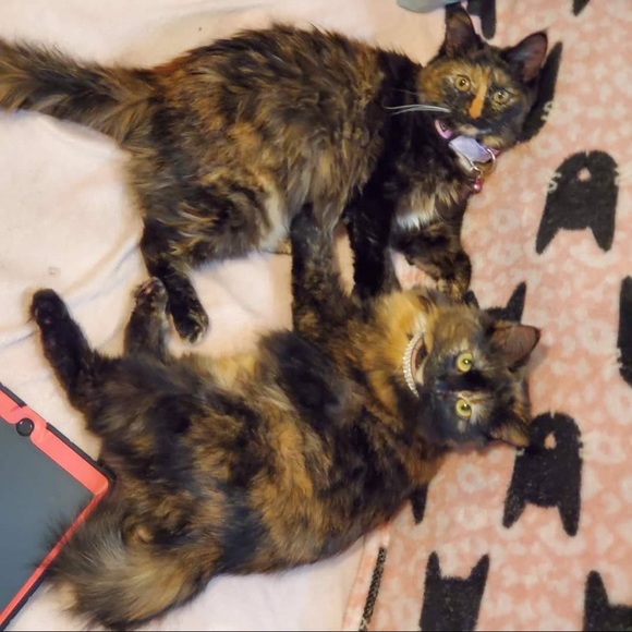 Meet your Posher, Cassandra - Picture 12 of 16